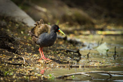 Close-up of bird perching on a land