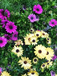 Purple flowers blooming outdoors