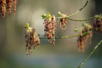 Close-up of dried plant hanging on twig