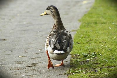 Close-up of bird
