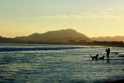 Silhouette of people and dogs on beach