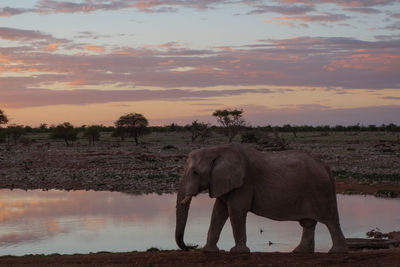 Elephant standing on a lake