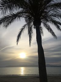 Silhouette palm trees on beach against sky during sunset