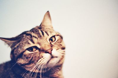 Close-up portrait of cat against white background