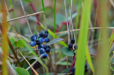 Close-up of berries growing on plant