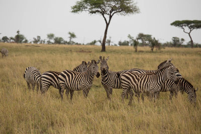 Zebras in a field