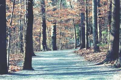 Trees in forest during autumn