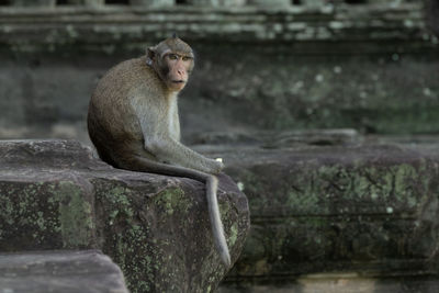 Long-tailed macaque faces camera at angkor wat