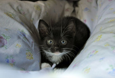 Close-up portrait of cat