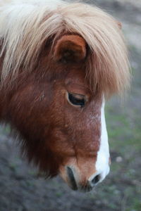 Close up of shetland pony 