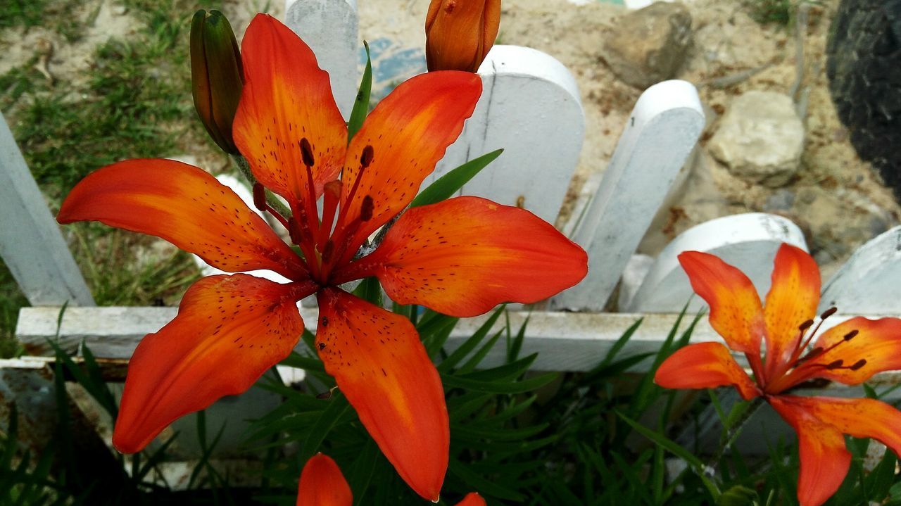 flower, petal, growth, freshness, fragility, flower head, nature, orange color, beauty in nature, day, outdoors, plant, focus on foreground, no people, close-up, blooming, day lily