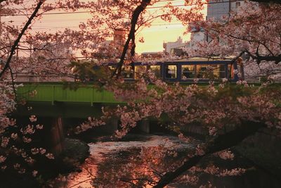 Bus on bridge seen through flowering trees during autumn