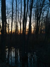 Bare trees in calm lake at sunset