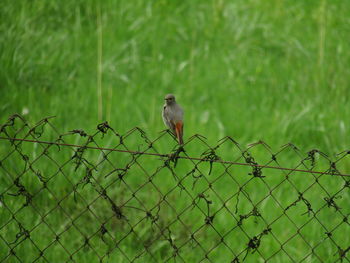 Bird perching on chainlink fence against plants