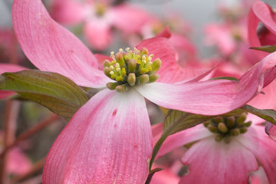 Close-up of pink flower