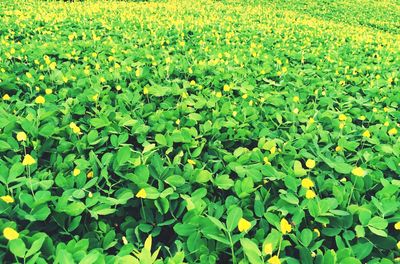 Full frame shot of flowering plants on land
