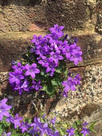 Close-up of purple flowers