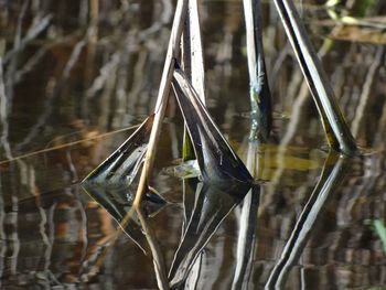 Close-up of horse in water