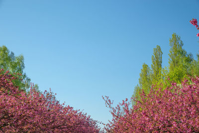 Low angle view of pink flowering plants against blue sky