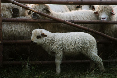 Sheep standing on grass