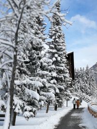 Snow covered trees on field against sky