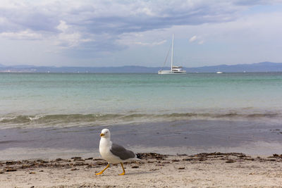 Seagull on beach