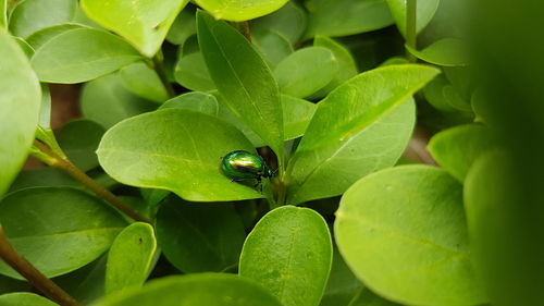 High angle view of insect on plant