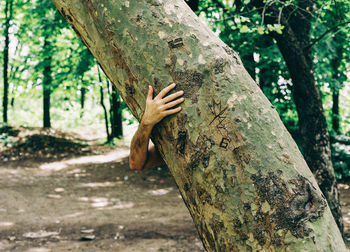 Cropped hand of man touching tree trunk at park