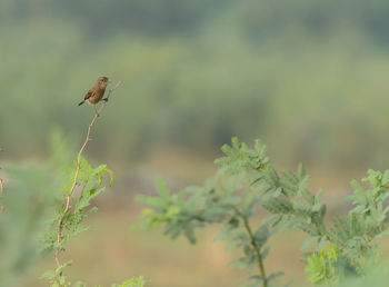 Bird perching on a plant