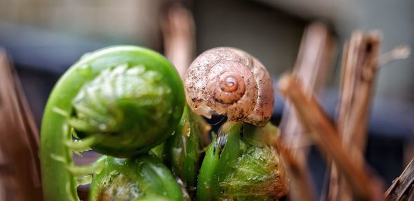 Close-up of snail on fern