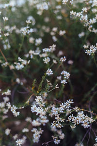 Close-up of white flowering plants on field