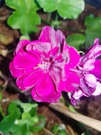 Close-up of wet pink rose flower