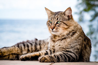 Close-up of a cat looking away