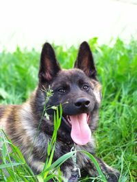 Portrait of black dog lying on land