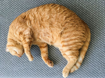 High angle view of cat sleeping