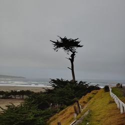 Plant on beach against sky