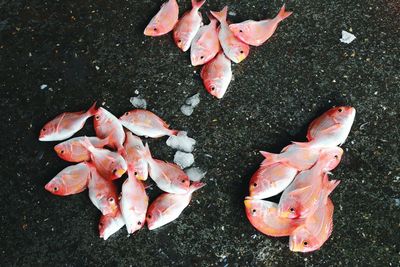 High angle view of fish at market for sale