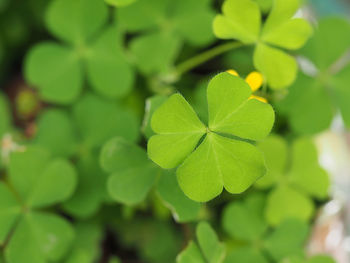 Close-up of plant