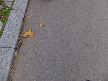 High angle view of lizard on road