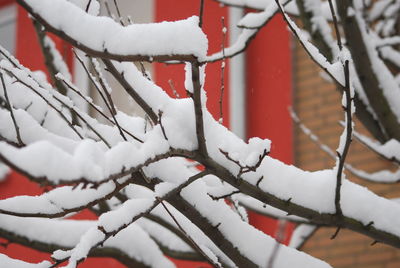 Snow on branch in city