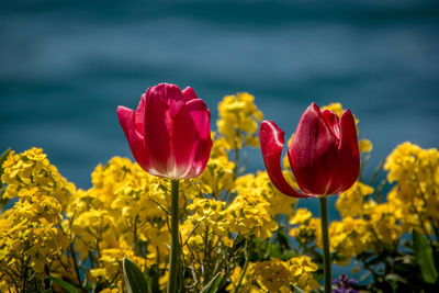 Close-up of fresh yellow flowers in field