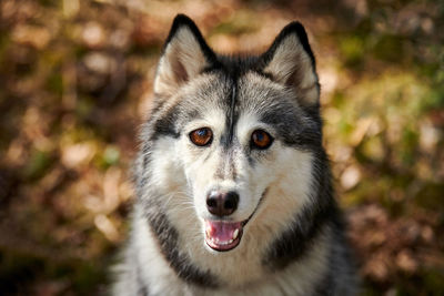 Close-up portrait of dog