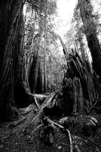 Trees in forest