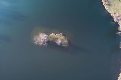 Close-up of jellyfish swimming in sea