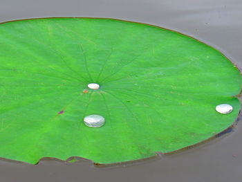 High angle view of leaf floating on water