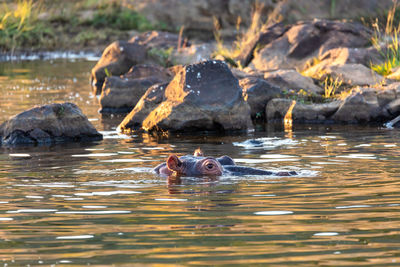 Ducks swimming in lake