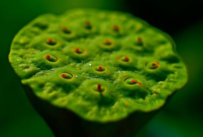 Close-up of wet leaf against black background