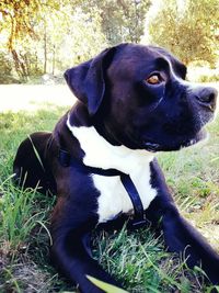 Close-up of dog on grassy field