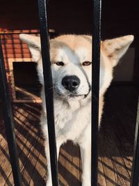 Portrait of dog by fence