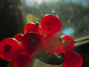 Close-up of cherries in water